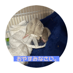 我がフクロモモンガのホイミ♂なり