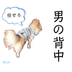 かっこいいミント　(1)