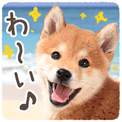 柴犬だワンワワン！