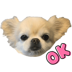 ペキチーのレオくん