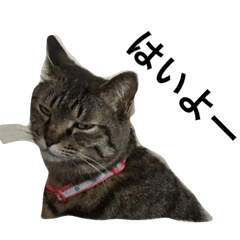 ほのぼのな猫たち2