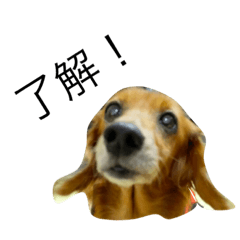 犬の日常生活スタンプ