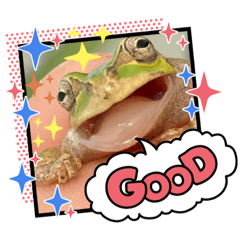 カエルとメダカ