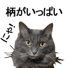 猫で柄が色々！