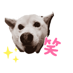 雑種犬のほんわかスタンプ