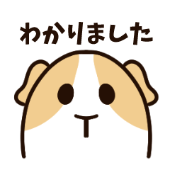 敬語の真顔のモルモットちゃん