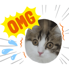 サイベリアンのきい＆ふう