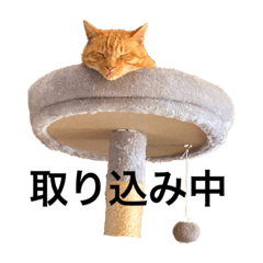 3にゃんず(茶トラと茶白とキジトラ)