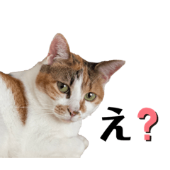 ねこたちスタンプ〜三毛猫のゆめ〜