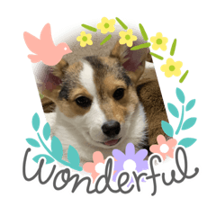 望乃(nonono)♡パピー編