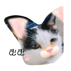 うちの可愛いネコちゃんすたんぷ！
