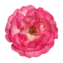 花で飾りませんか？