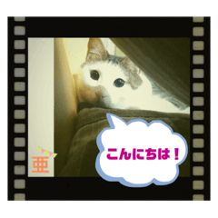 チャチャのひとりごと2