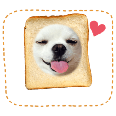 チワワのぱーるちゃん