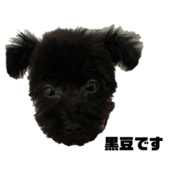 トイプードル黒豆1