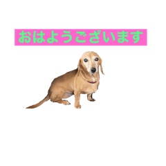 マロンのにっこりスタンプ