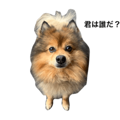 石川家猛獣スタンプ