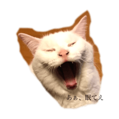 マッシュちゃんです。