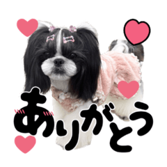 おうちわんこシリーズ★8️⃣