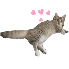 マンチカンのビビ