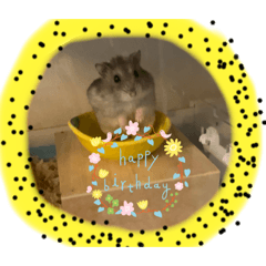 ハムスターのシナモンさん。