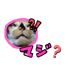 激カワNEKO   NO.2