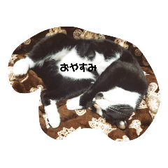 こんちゃんわかちゃん