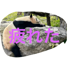 パンダ一言