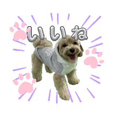 バニラちゃん02