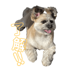 コロチャンパック