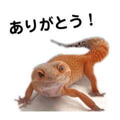 レオパむぎちゃん