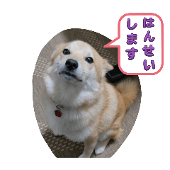 ポメ柴ししまる