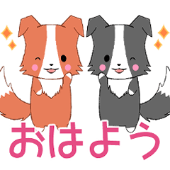 飛び出す！ちびボーダーコリー12【挨拶】