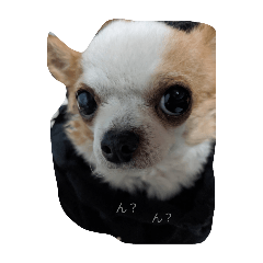 ん？ん？チコちゃん