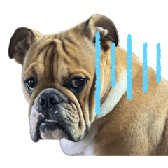 ブルドッグのロミィ