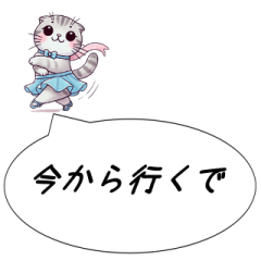 名古屋弁　スコティッシュフォールドダンス