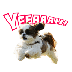 シーズー ぽんスタ02