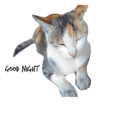 The daily routine of orange cat