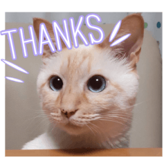 オス猫きなこの日常〜セレクション3〜