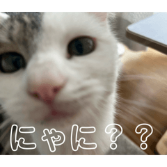 元野良猫ニコちゃん