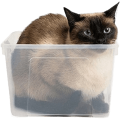 BIG! シャム猫　実写