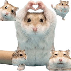 ロボロフスキーハムスター　実写