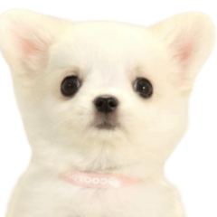 ぽんずの独り言