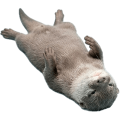 赤ちゃんカワウソ　実写