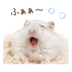 ちょこんとハムの癒しことば