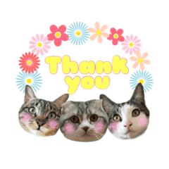 田中家の暴れん坊だにゃ