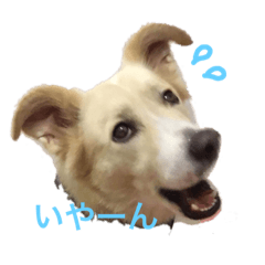 Haru stamp collection