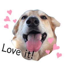 Roxy - shibainu x bordercollie pup Eng