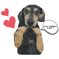 チョコちゃんだいすきだよ♡！！