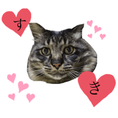 我が家のたんち